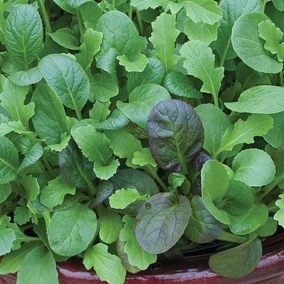 Salad Leaves - Winter Greens The Good Life Mixed - The Pavilion