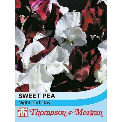 Sweet Pea Night & Day - The Pavilion