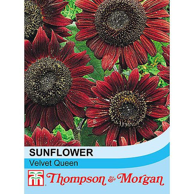 Sunflower Velvet Queen - The Pavilion