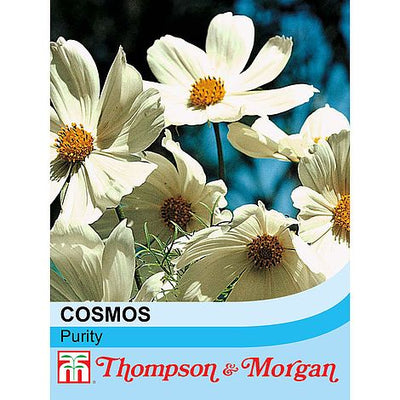 Cosmos Purity - The Pavilion