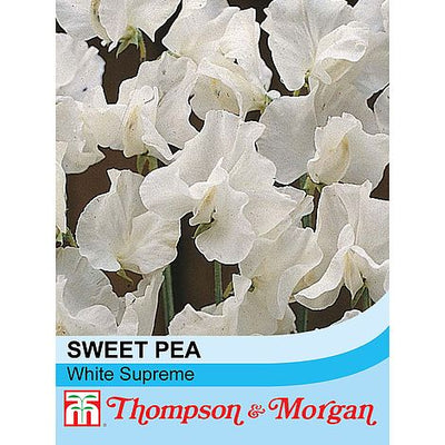 Sweet Pea White Supreme - The Pavilion