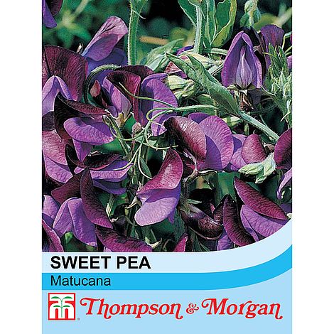 Sweet Pea Matucana - The Pavilion