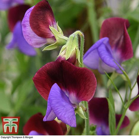 Sweet Pea Matucana - The Pavilion