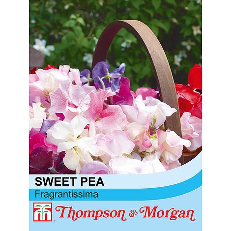 Sweet Pea Fragrantissima - The Pavilion