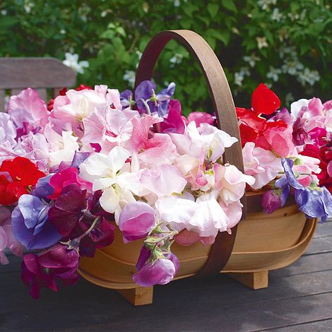 Sweet Pea Fragrantissima - The Pavilion
