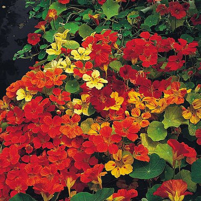 Nasturtium Climbing Mixed - The Pavilion