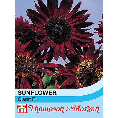 Sunflower Claret - The Pavilion