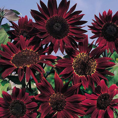 Sunflower Claret - The Pavilion