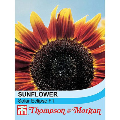 Sunflower Solar Eclipse - The Pavilion