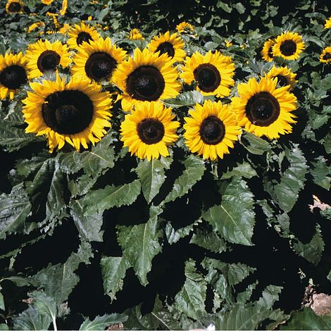 Sunflower Little Dorrit F1 Hybrid - The Pavilion