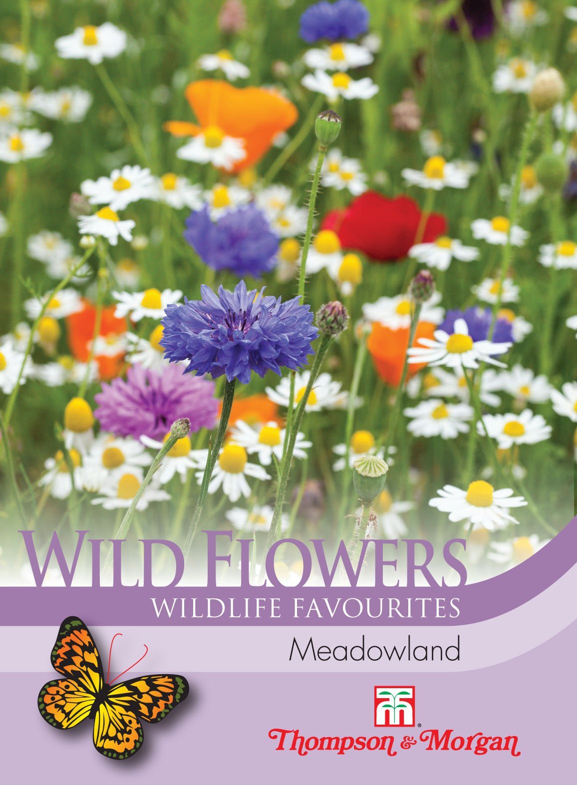 Wild Flower Meadowland - The Pavilion