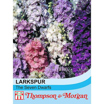 Larkspur The Seven Dwarfs - The Pavilion