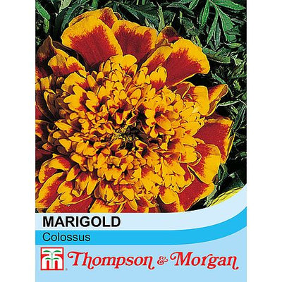 Marigold Colossus - The Pavilion