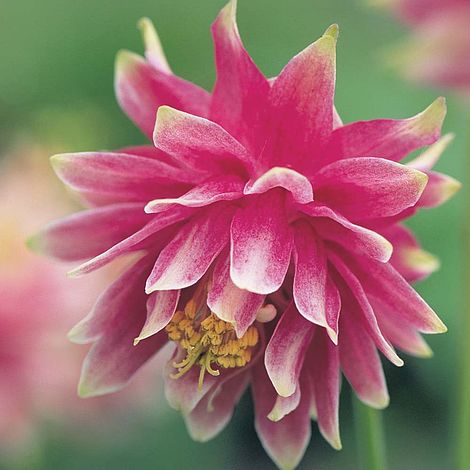 Aquilegia Nora Barlow - The Pavilion