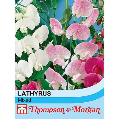 Sweet Pea Everlasting Mixed (Lathyrus) - The Pavilion