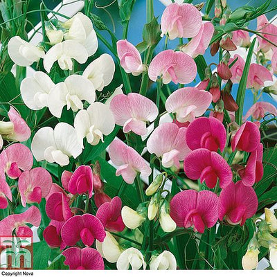 Sweet Pea Everlasting Mixed (Lathyrus) - The Pavilion