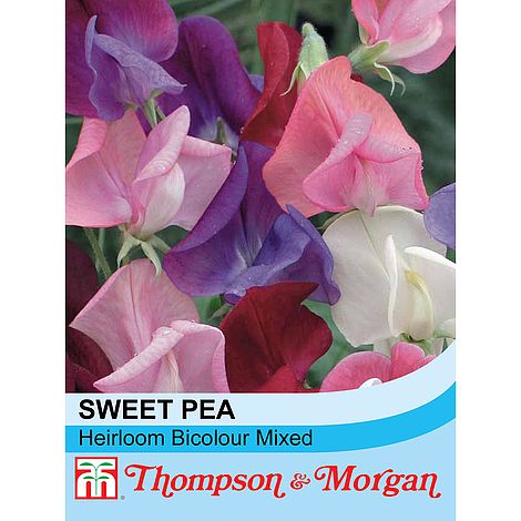 Sweet Pea Heirloom Bicolour Mix - The Pavilion