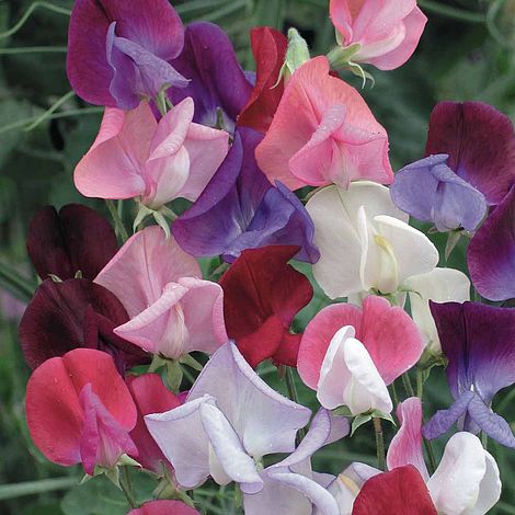 Sweet Pea Heirloom Bicolour Mix - The Pavilion