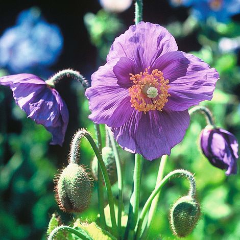 Poppy Hensol Violet - The Pavilion
