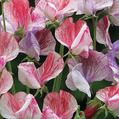 Sweet Pea Statesman Mixed - The Pavilion