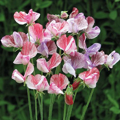 Sweet Pea Statesman Mixed - The Pavilion