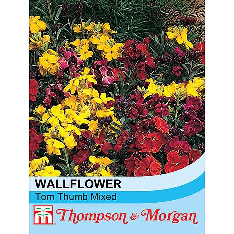 Wallflower Tom Thumb - The Pavilion