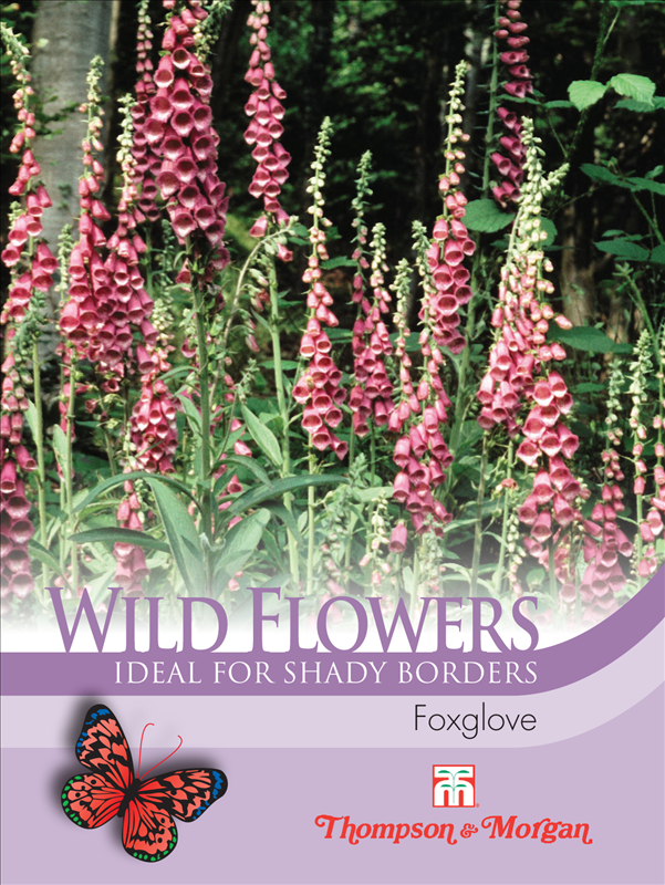 Wild Flower Foxglove - The Pavilion