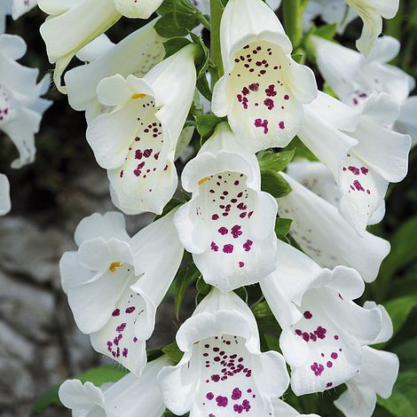 Foxglove White - The Pavilion