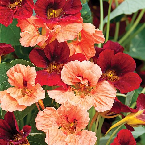 Nasturtium Rumba Mixed - The Pavilion