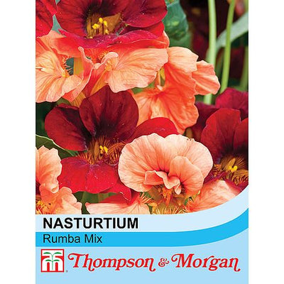 Nasturtium Rumba Mixed - The Pavilion