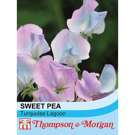 Sweet Pea Turquoise Lagoon - The Pavilion
