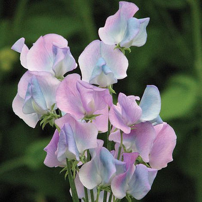 Sweet Pea Turquoise Lagoon - The Pavilion
