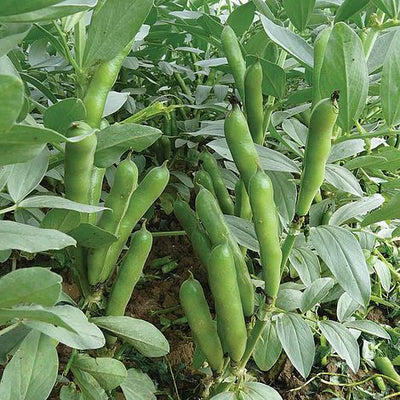 Broad Bean Oscar - The Pavilion