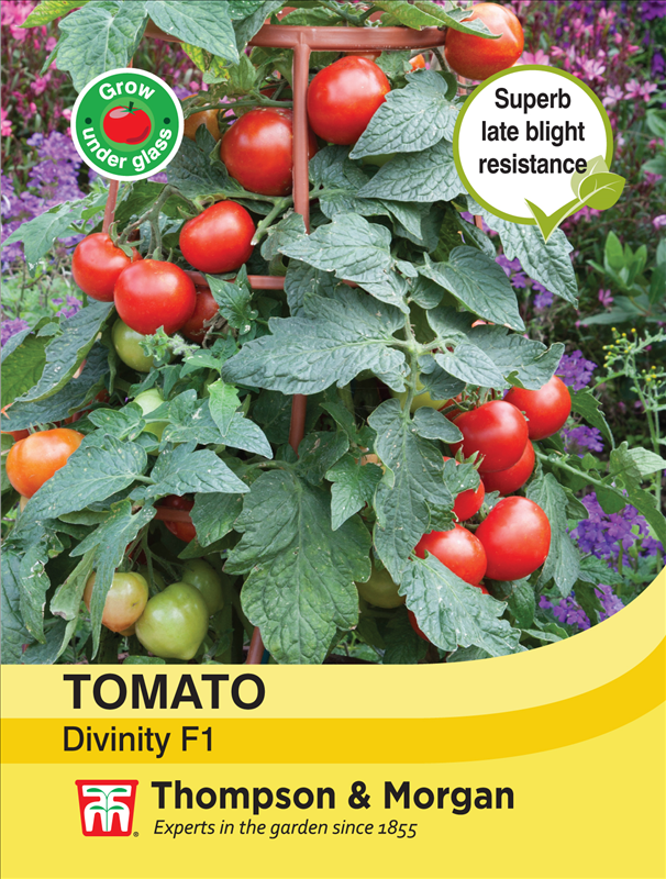Tomato Divinity - The Pavilion