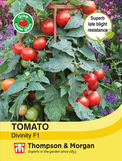Tomato Divinity - The Pavilion