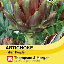 Artichoke Italian Purple - The Pavilion
