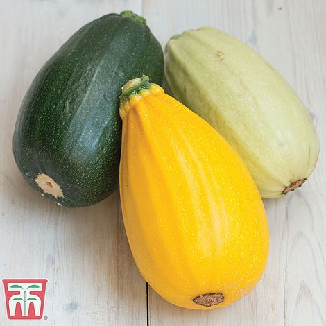 Squash Grillers Mix - Green/ Cream/ Gold - The Pavilion