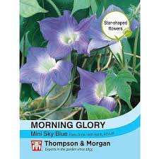 Morning Glory Mini Sky Blue - The Pavilion