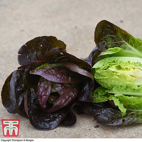 Lettuce Moonred - The Pavilion