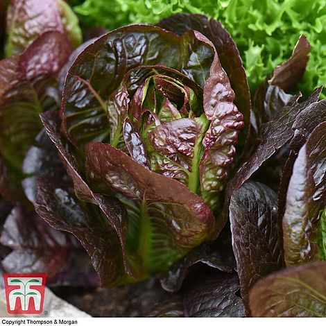 Lettuce Moonred - The Pavilion