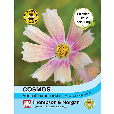 Cosmos Apricot Lemonade - The Pavilion