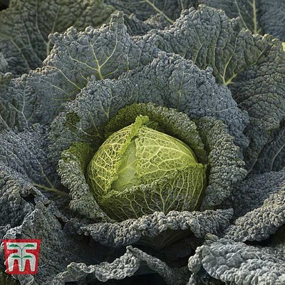 Cabbage Savoy Cordesa F1 Hybrid - The Pavilion
