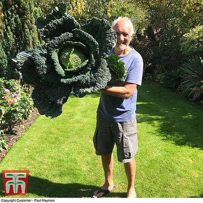 Cabbage Savoy Cordesa F1 Hybrid - The Pavilion