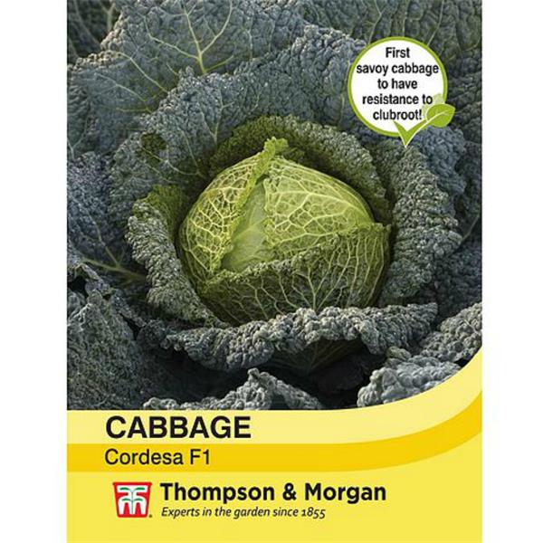 Cabbage Savoy Cordesa F1 Hybrid - The Pavilion