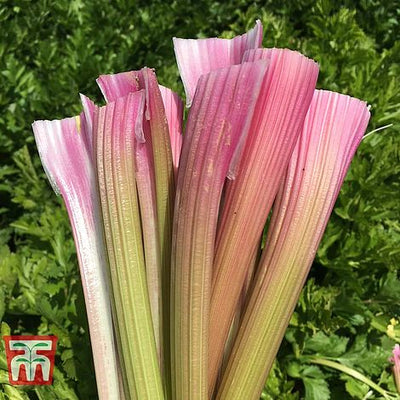 Celery Self-Blanching Blush - The Pavilion