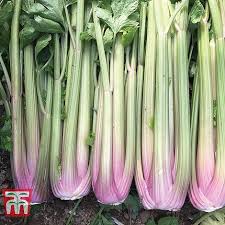 Celery Self-Blanching Blush - The Pavilion
