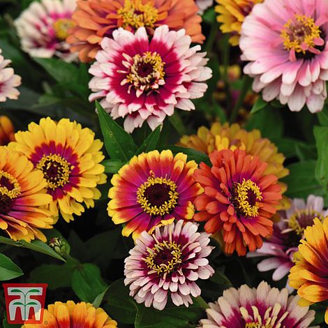 Zinnia Funfair Mix - The Pavilion