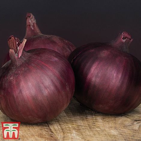 Onion Redlander F1 - The Pavilion