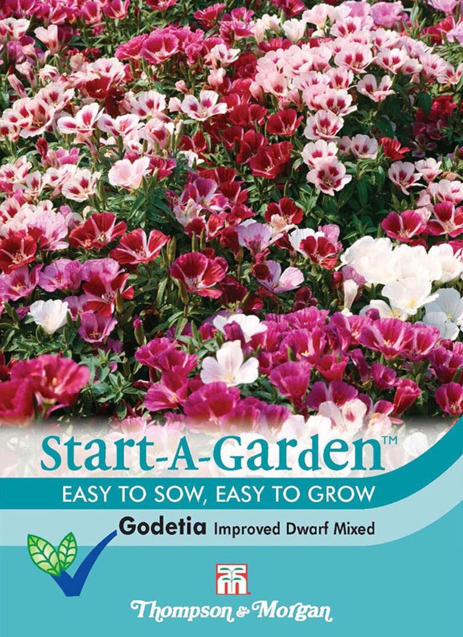 Godetia Improved Dwarf Mixed.