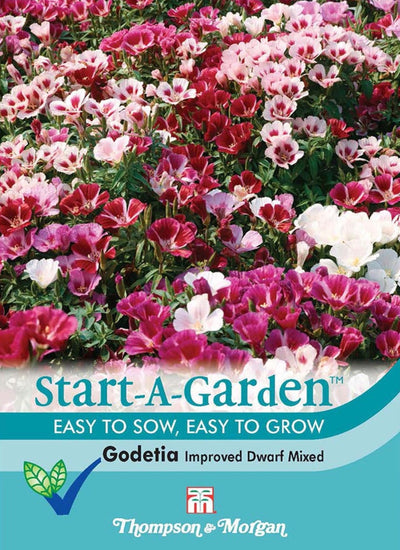Godetia Improved Dwarf Mixed.